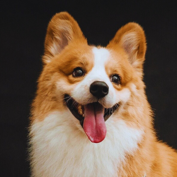 A cheerful corgi wearing a police vest smiles at the camera