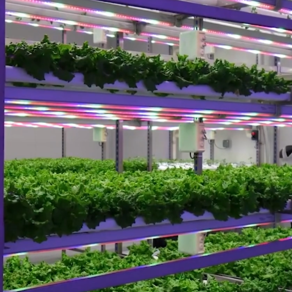 Dubai's innovative GigaFarm project highlighting its sustainable vertical farming techniques