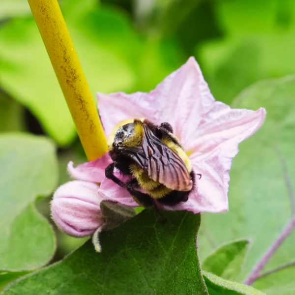 Summary highlighting the importance of insect-friendly gardening for enhancing biodiversity