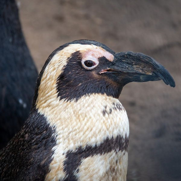 Endangered African penguins standing on a rocky South African shore