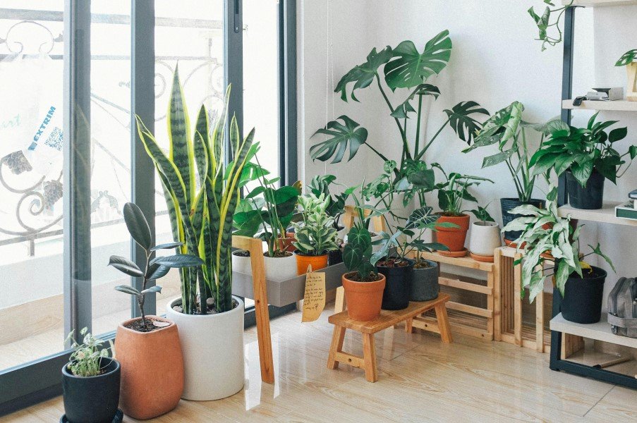 Best indoor plant care tips in The World