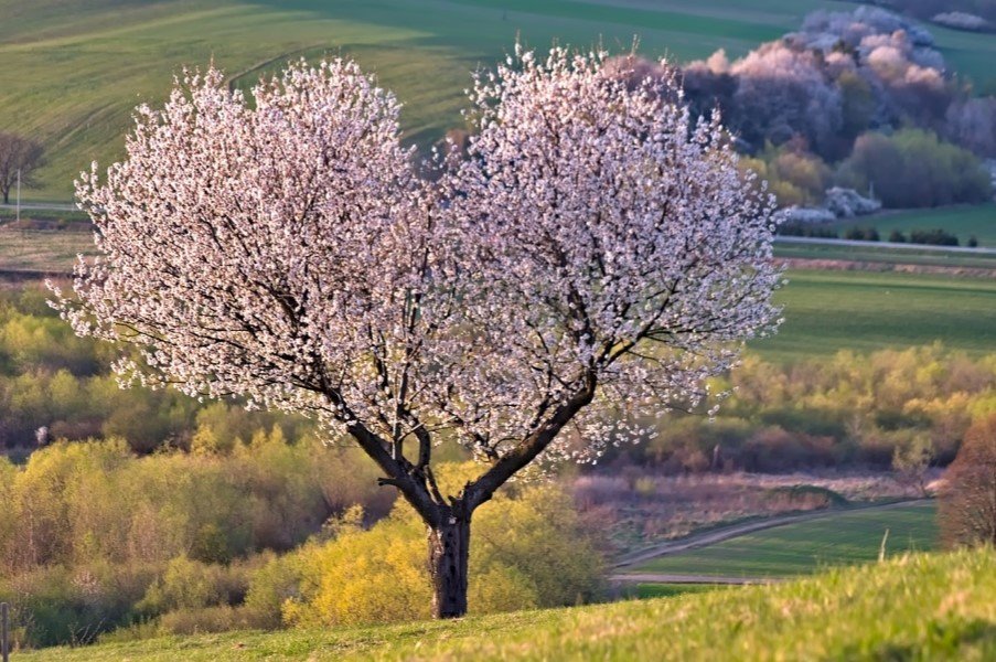 Most beautiful trees