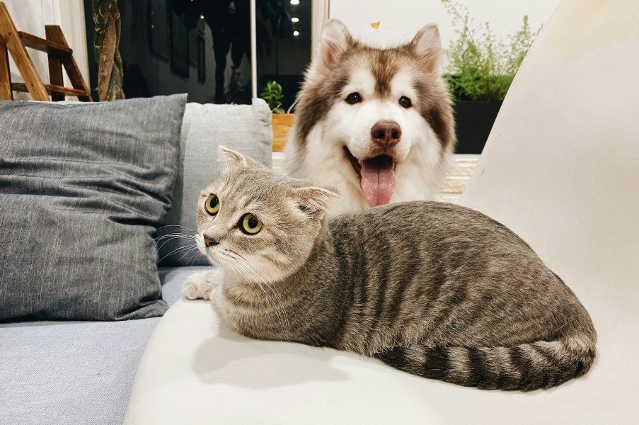 Top house pets in The World